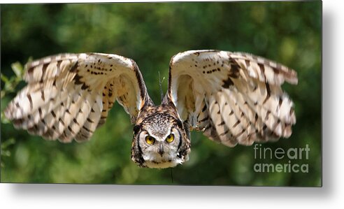 Great Horned Owl Metal Print featuring the photograph Great Horned Owl - In Flight by Sue Harper