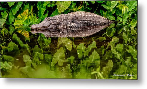 Alligator Metal Print featuring the photograph Let Sleeping Gators Lie by Christopher Holmes