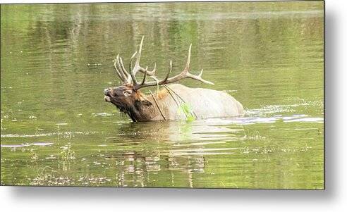 Elk Metal Print featuring the photograph Love Songs by Holly Ross