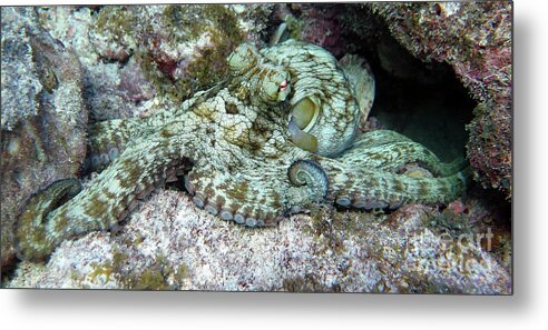 Underwater Metal Print featuring the photograph Octopus by Daryl Duda