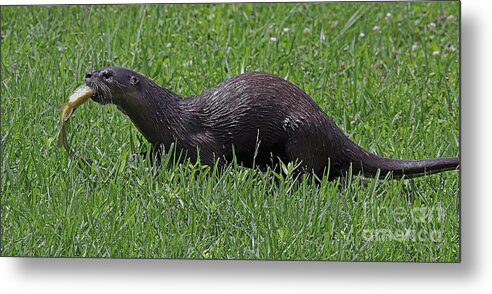 Otter Metal Print featuring the photograph Otter with Fish by Larry Nieland