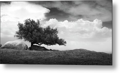 San Diego Metal Print featuring the photograph Ramona Grasslands Tree by William Dunigan