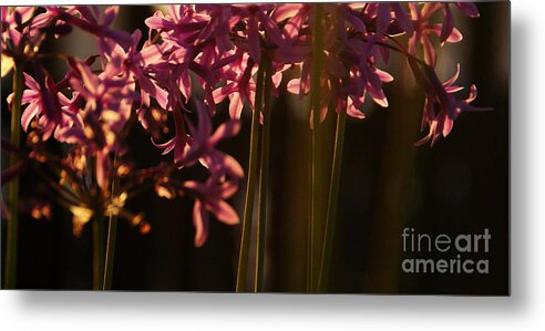 Sunset Metal Print featuring the photograph Reflecting The Day by Linda Shafer