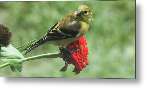 Goldfinch Metal Print featuring the photograph Sampling the Flowers by Ola Allen