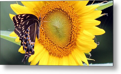 Flower Metal Print featuring the photograph So Good by DB Hayes