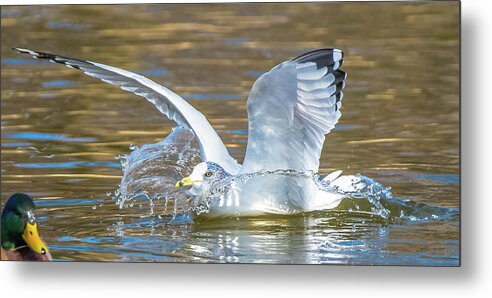 20170128 Metal Print featuring the photograph Splashdown by Jeff at JSJ Photography