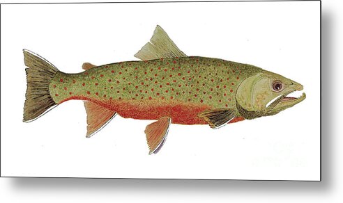 Trout Metal Print featuring the painting Study of a Male Dolly Varden Char by Thom Glace