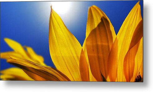 Sunflower Metal Print featuring the photograph Sunflower Macro by Alexis King-Glandon