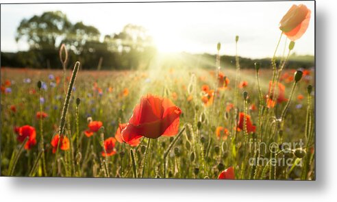 Poppies Metal Print featuring the photograph Sunshine poppy field landscape by Simon Bratt