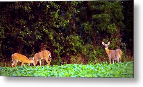 2d Metal Print featuring the photograph Three Doe by Brian Wallace