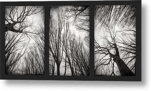 Black&white Metal Print featuring the photograph Treeology by Dorit Fuhg