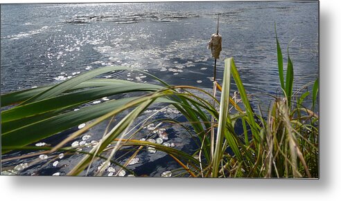Nature Metal Print featuring the photograph Wind and Water by Ruth Kamenev