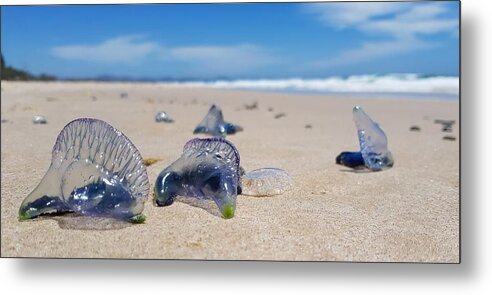 Jellyfish Metal Print featuring the photograph Blue Bottles by Chris Cousins