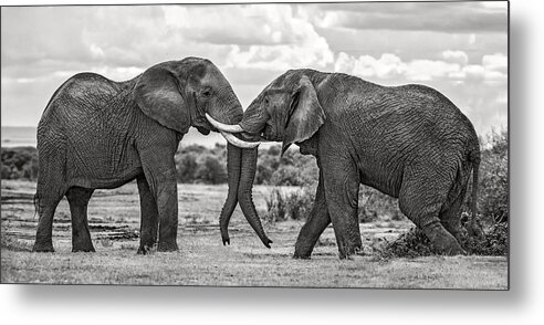 Africa Metal Print featuring the photograph Bull Elephants Playing by Xavier Ortega