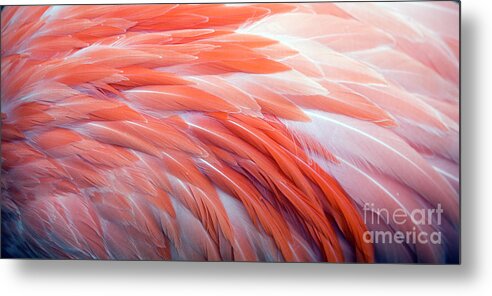 Spa Metal Print featuring the photograph Flamingo Feather Background by Vzphotos