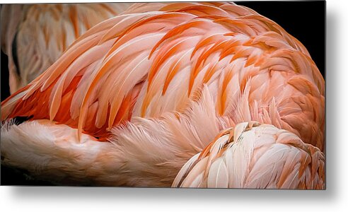 2019-10-06 Metal Print featuring the photograph Flamingo by Phil And Karen Rispin