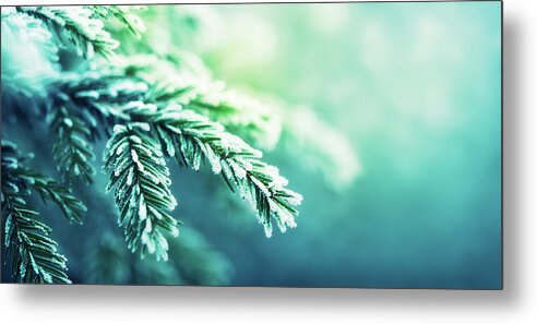 Needle Metal Print featuring the photograph Frost-covered Spruce Tree Branch by Magdasmith