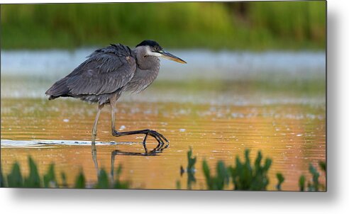 Great Blue Heron Metal Print featuring the photograph Hungry Heron. by Paul Martin