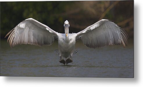 Pelican Metal Print featuring the photograph Landing by C.s.tjandra