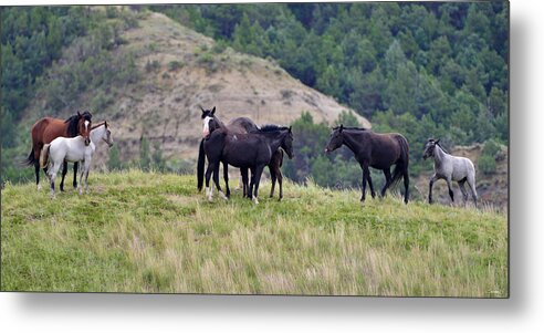 Mustangs Of The Badlands-1711 Metal Print featuring the photograph Mustangs Of The Badlands-1711 by Gordon Semmens