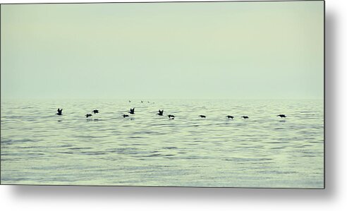 Aggressively Metal Print featuring the photograph Skimming Pelicans by JAMART Photography