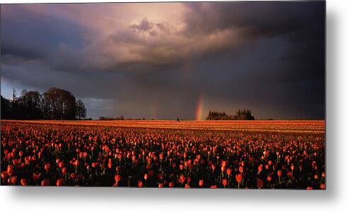 Tulips Metal Print featuring the photograph Tulip Field Post Rain Storm by Lei Meng