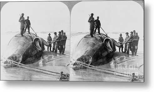 People Metal Print featuring the photograph Whalers On Beach With Slain Whale by Bettmann