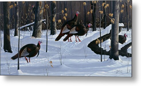 Wild Turkeys Walking Through A Snowy Forest Metal Print featuring the painting Windfall Crossing by Wilhelm Goebel