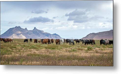 Horse Metal Print featuring the photograph The Wild Horses of the Onaqui Mountains, Utah #3 by Jeanette Mahoney