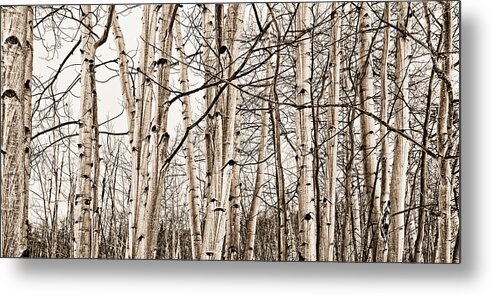 Snow Metal Print featuring the photograph Eye Of The Forest by Carmen Kern