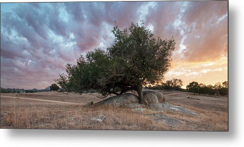 San Diego Metal Print featuring the photograph Ramona Grasslands Tree and Colorful Sunset Clouds by William Dunigan