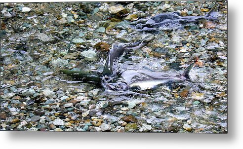 Salmon Metal Print featuring the photograph Salmon 2A by Sally Fuller
