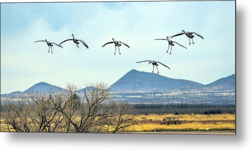 Sandhill Cranes Metal Print featuring the photograph Sandhill Cranes 3521-020122-2 by Tam Ryan