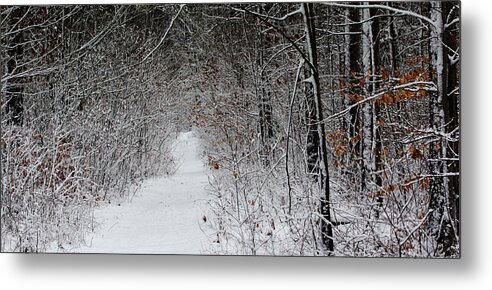 Simcoe Forest In The Snow Metal Print featuring the photograph Simcoe Forest in the Snow by James Canning