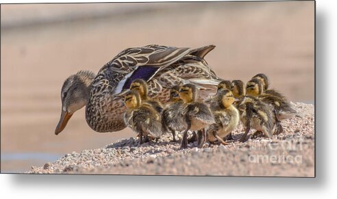 Duck. And Ducklings Metal Print featuring the digital art Time for a Swim Little Ones by Tammy Keyes