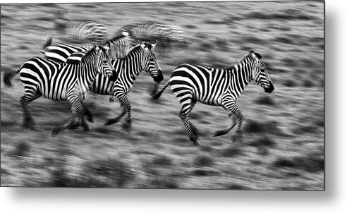 Africa Metal Print featuring the photograph Zebra motion 2 monochrome by Murray Rudd