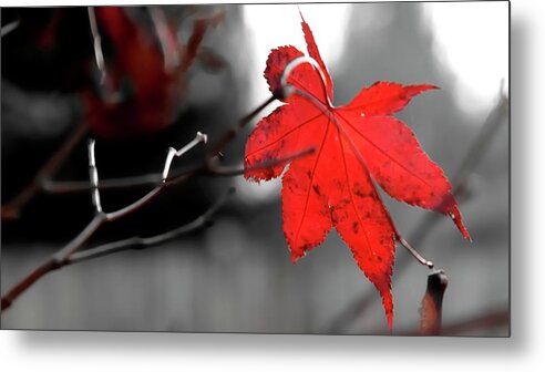 Red Metal Print featuring the photograph Selective Red Maple Leaf by Jerry Sodorff