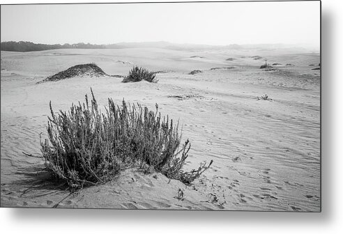 10 Mile Beach Metal Print featuring the photograph Endless Coastal Dunes by Mike Fusaro