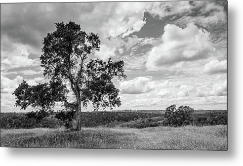 Beautiful Metal Print featuring the photograph Oak Tree and a Vista by Mike Fusaro