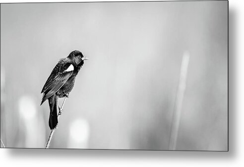 Agelaius Metal Print featuring the photograph Red Winged Blackbird by Mike Fusaro