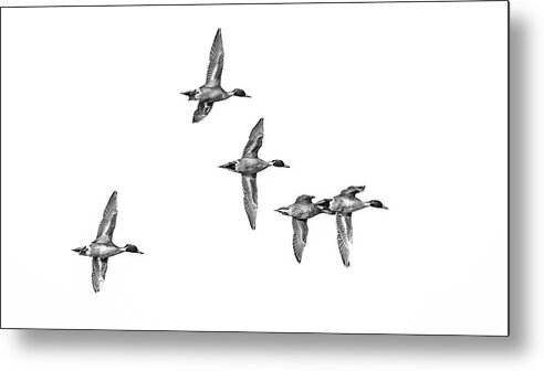 Five Objects Metal Print featuring the photograph Small flock of male drake pintail ducks by Mike Fusaro