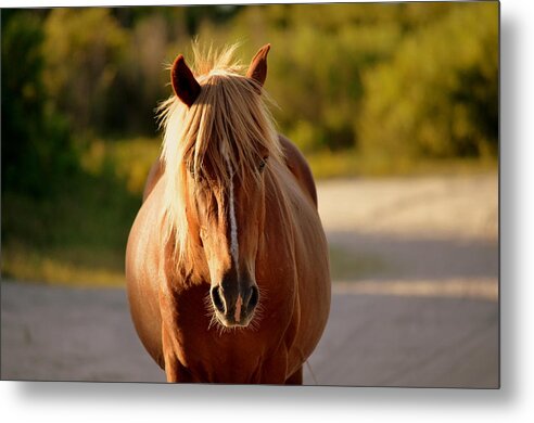 Horses Metal Print featuring the photograph Blondie by Amanda Vouglas