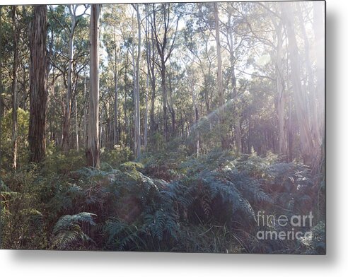Landscape Metal Print featuring the photograph Eucalyptus forest in Victoria Australia by Matteo Colombo