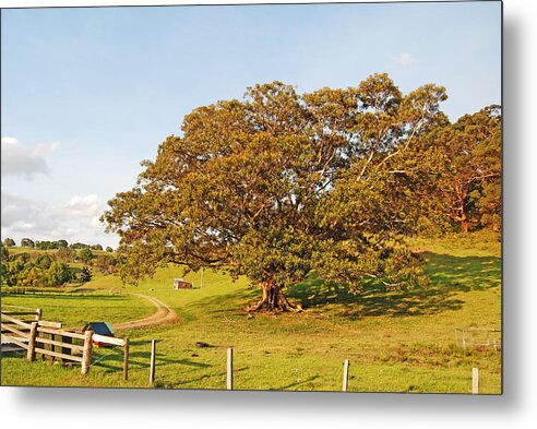 Australia Metal Print featuring the photograph Great Tree of Byron by Ankya Klay