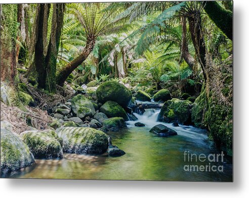 Rainforest Metal Print featuring the photograph Tasmanian rainforest by Matteo Colombo