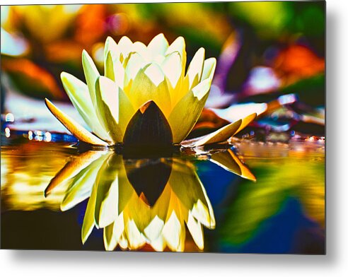 Water Metal Print featuring the photograph Water Lily by Thomas Hall