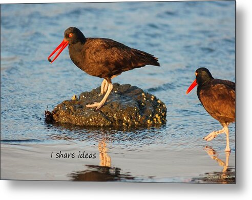  Metal Print featuring the photograph Black Oyster Catcher says I Share Ideas by Sherry Clark