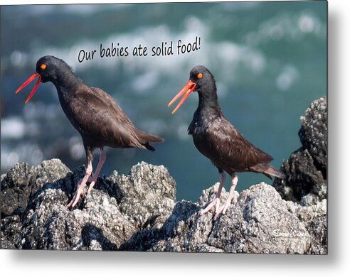  Metal Print featuring the photograph Black Oyster Catcher says Our Babies ate Solid Food by Sherry Clark