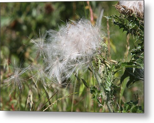 Thistle Metal Print featuring the photograph Fairy Dust by Captain Debbie Ritter