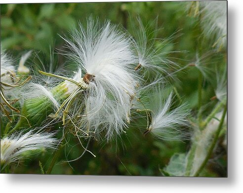 Maritime Forest Metal Print featuring the photograph Fairy Flower by Captain Debbie Ritter